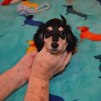 LH Black & Cream Male, a male Miniature Dachshund for sale in Birmingham, AL – Photo 3 of 4