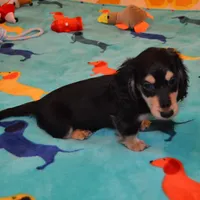 LH Black & Cream Male, a male Miniature Dachshund for sale in Birmingham, AL – Photo 4 of 4