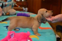 LH Shaded Cream Female, a female Dachshund for sale in Birmingham, AL – Photo 1 of 3