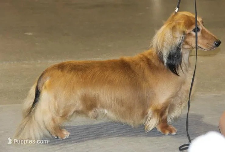 LH Chocolate & Tan Male  – Dachshund puppy for sale in Birmingham, AL