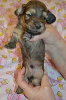 LH Shaded Cream Male, a male Dachshund for sale in Birmingham, AL – Photo 3 of 4