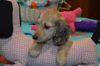 LH Shaded Cream Male, a male Dachshund for sale in Birmingham, AL – Photo 2 of 4