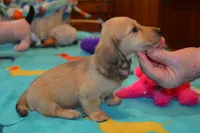 LH Shaded Cream Male, a male Dachshund for sale in Birmingham, AL – Photo 1 of 4