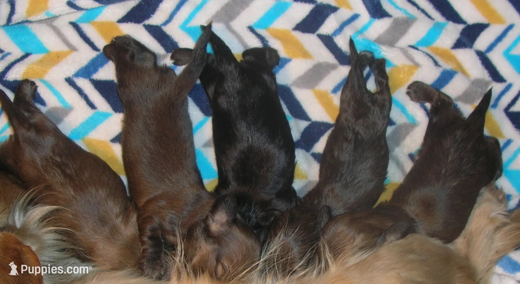 LH Shaded Cream Male, a male Dachshund for sale in Birmingham, AL – Photo 4 of 4