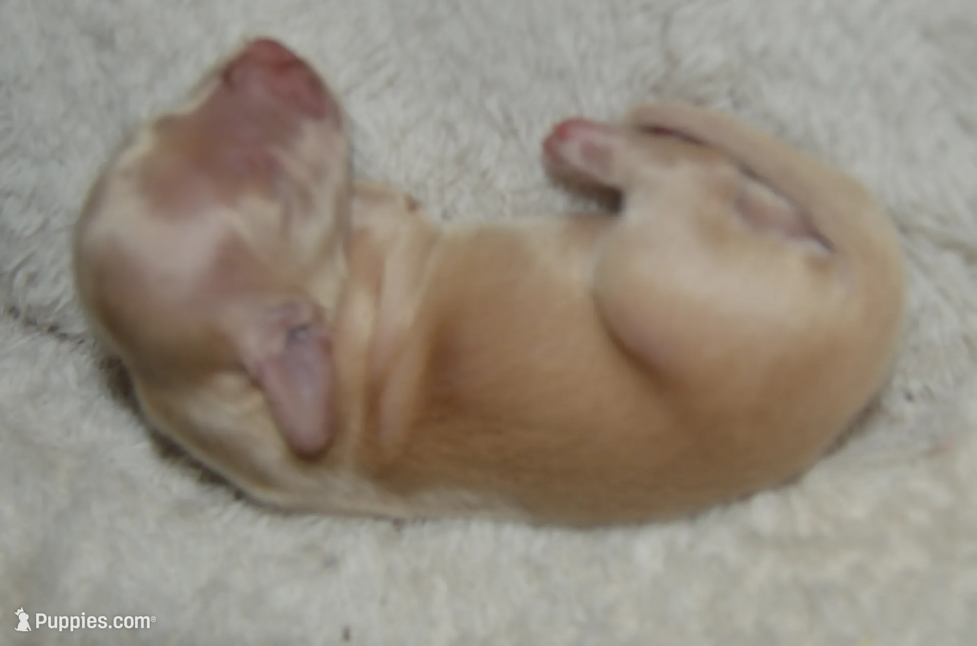 LH Clear Cream Female