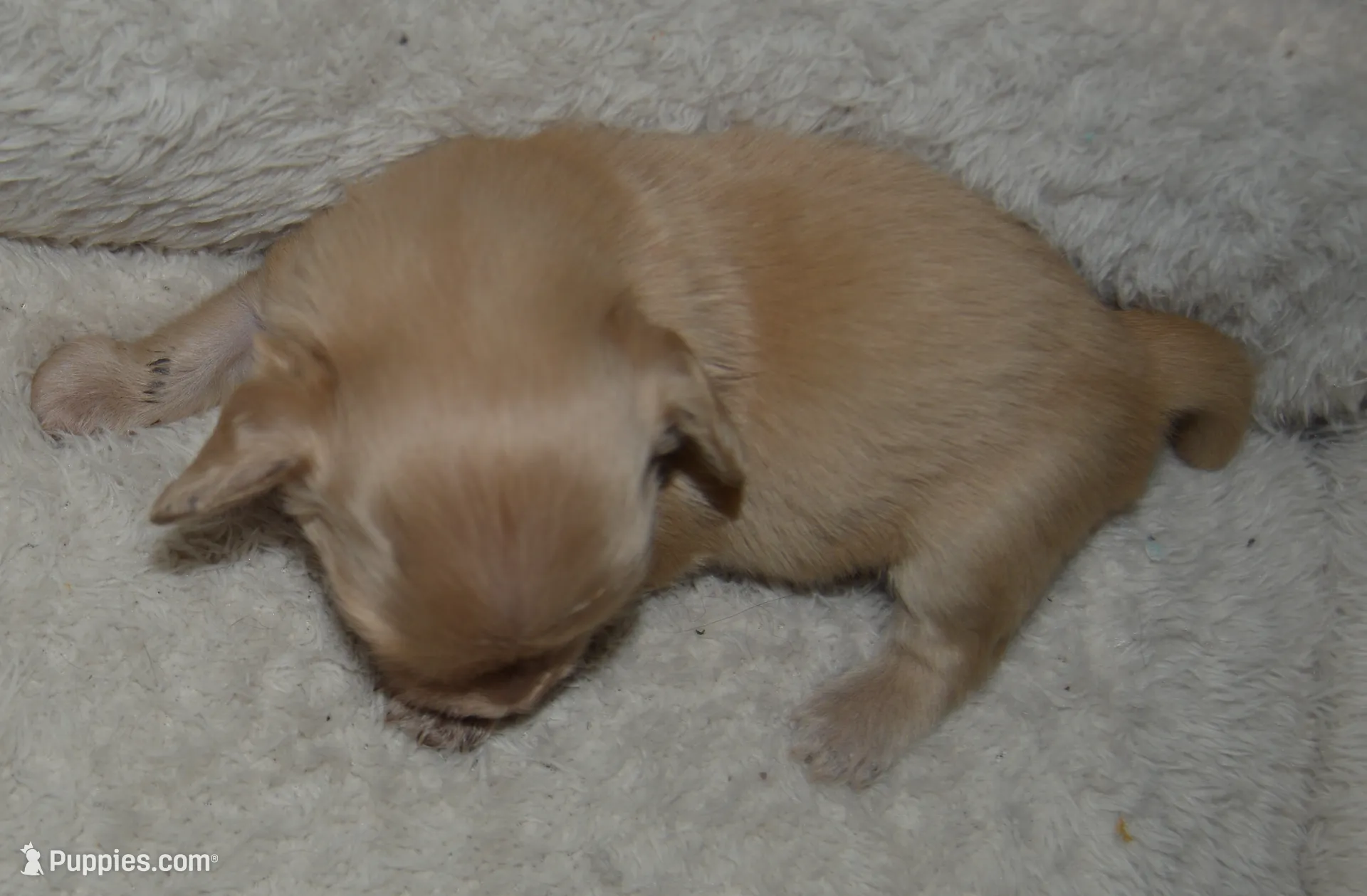 LH Clear Cream Female, a female Dachshund for sale in Birmingham, AL – Photo 4 of 4