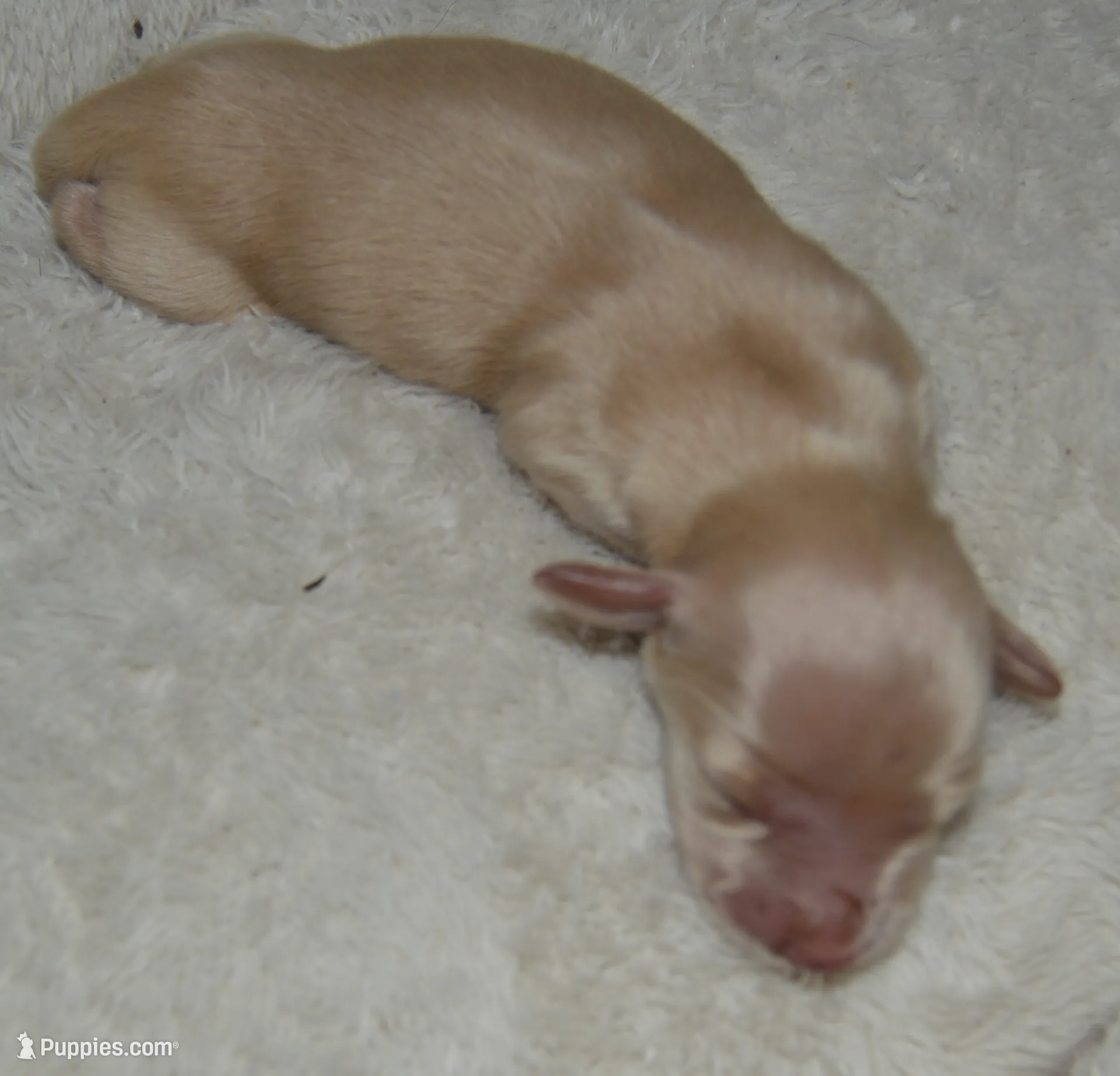 LH Clear Cream Female, a female Dachshund for sale in Birmingham, AL – Photo 3 of 4