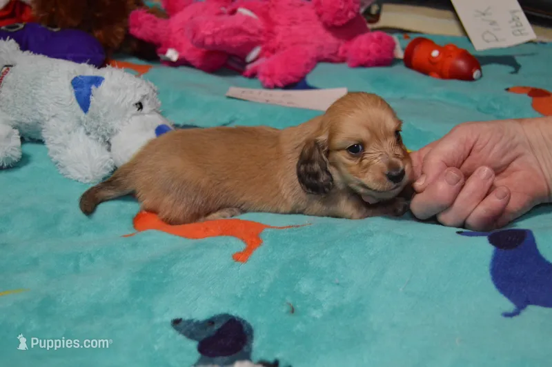 LH Shaded Cream Male  – Dachshund puppy for sale in Birmingham, AL
