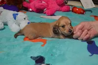 LH Shaded Cream Male , a male Dachshund for sale in Birmingham, AL – 1 of 4