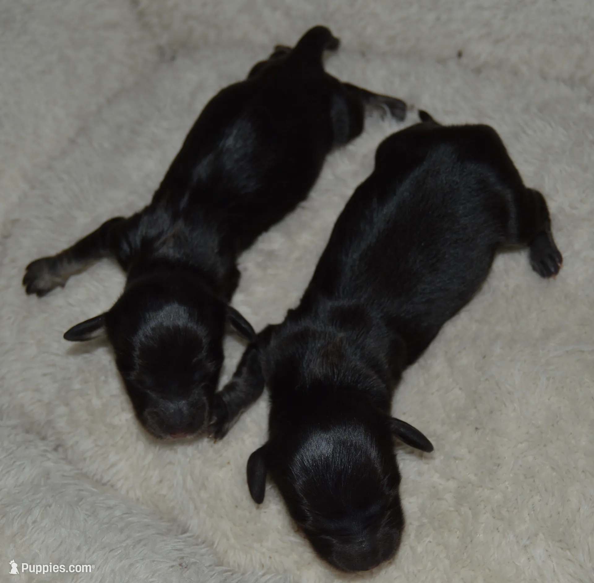 LH Black & Crean Male, a male Miniature Dachshund for sale in Birmingham, AL – Photo 4 of 6