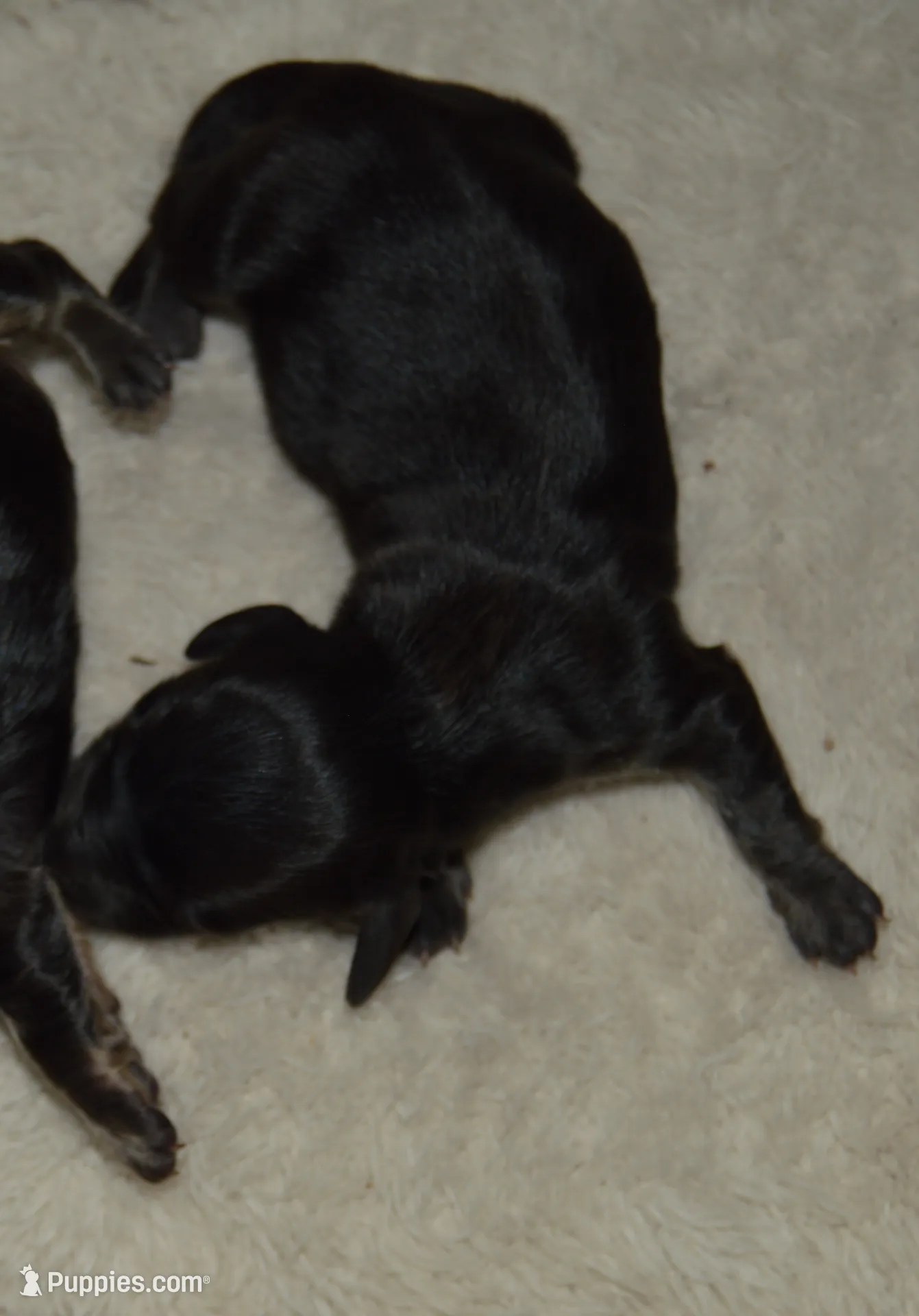 LH Black & Crean Male, a male Miniature Dachshund for sale in Birmingham, AL – Photo 5 of 6
