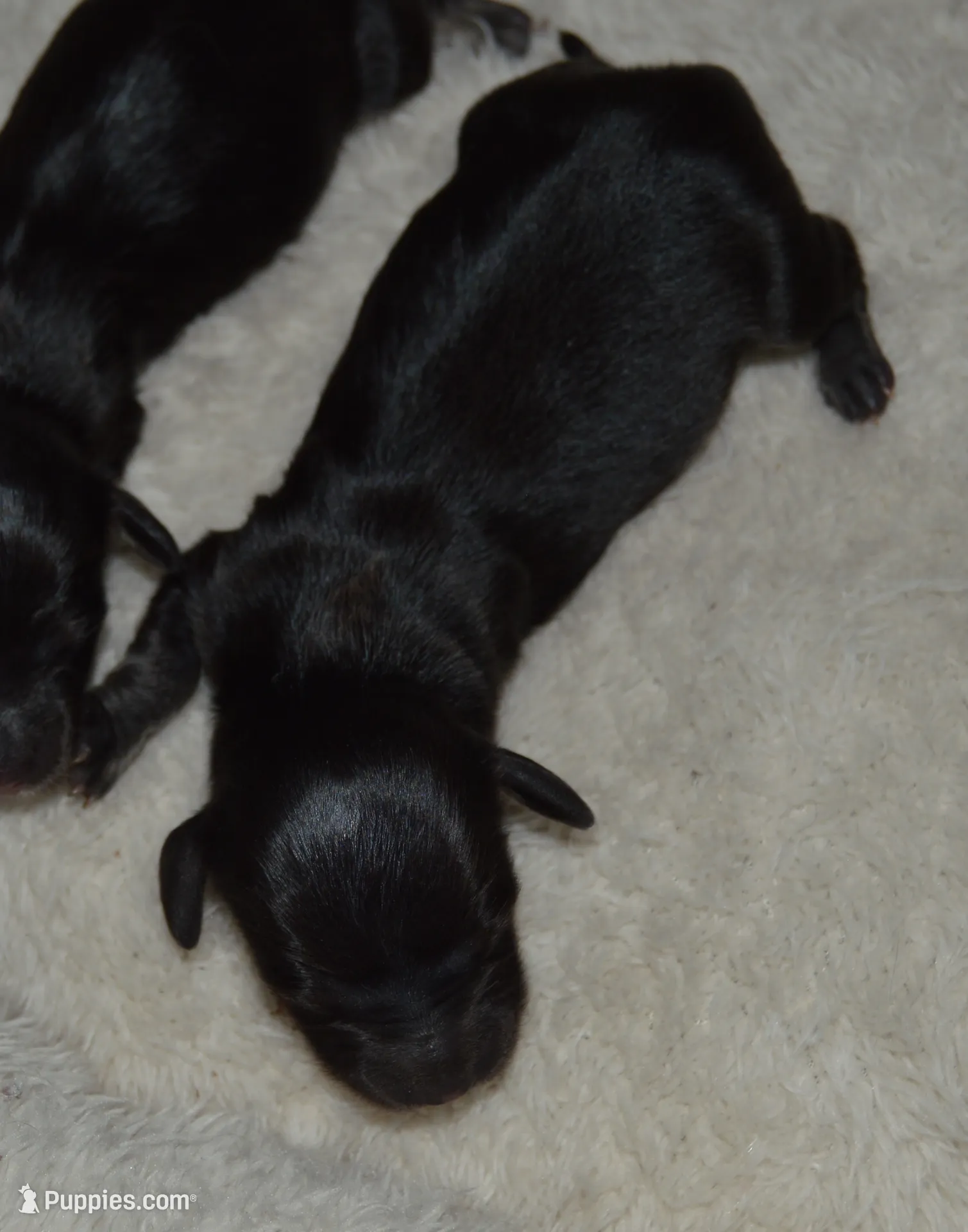 LH Black & Crean Male