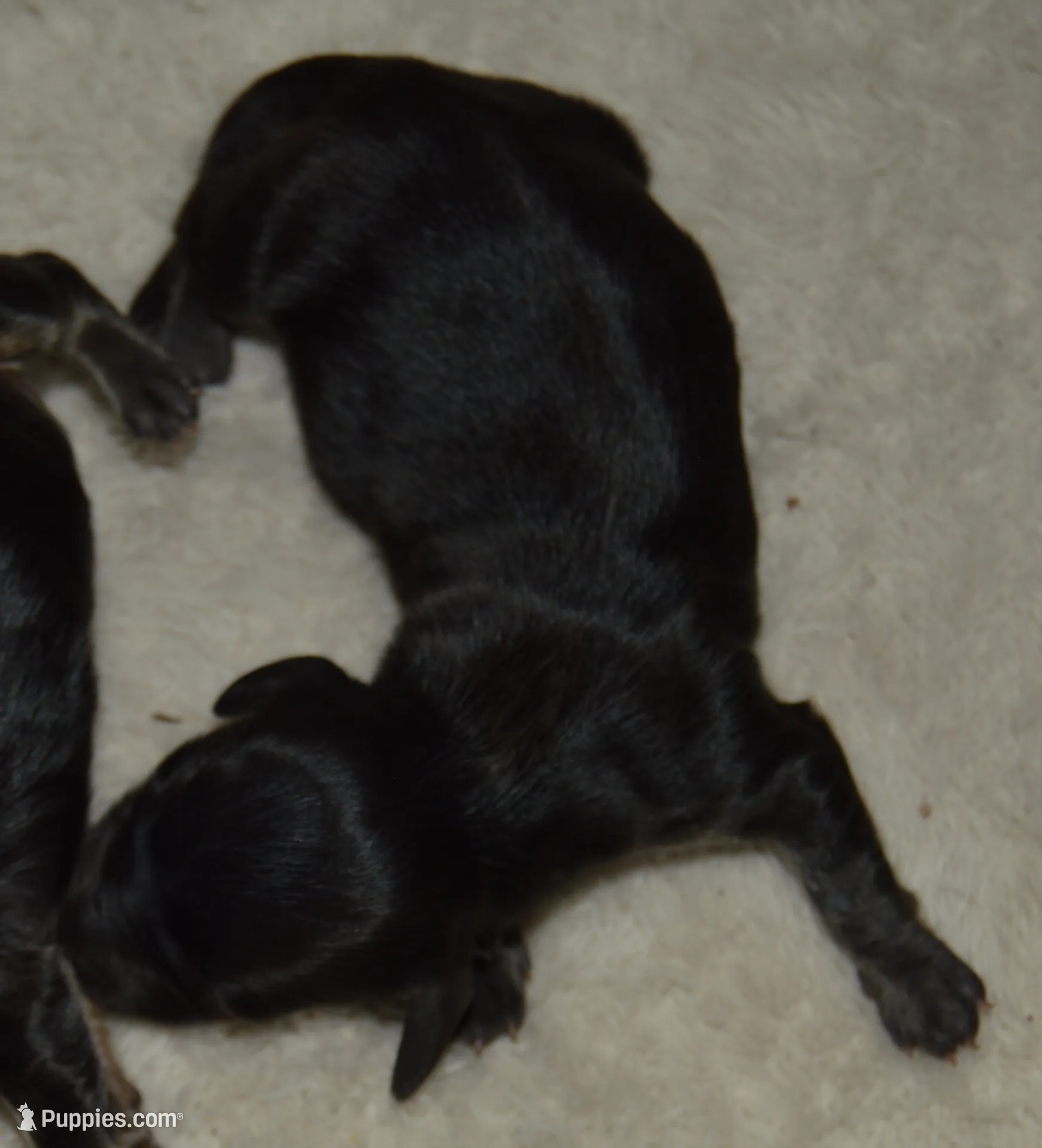 LH Black & Crean Male, a male Miniature Dachshund for sale in Birmingham, AL – Photo 2 of 6