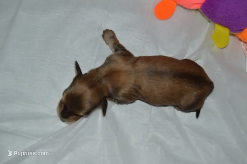 LH Shaded Cream Male  – Dachshund puppy for sale in Birmingham, AL