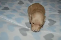 LH Clear Cream Pup, a male Dachshund for sale in Birmingham, AL – Photo 1 of 2