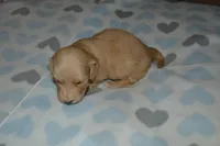 LH Clear Cream Pup, a male Dachshund for sale in Birmingham, AL – Photo 2 of 2