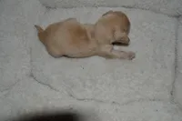 LH Clear Cream male, a male Dachshund for sale in Birmingham, AL – Photo 3 of 5