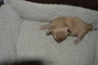 LH Clear Cream male, a male Dachshund for sale in Birmingham, AL – Photo 4 of 5