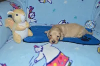 LH Clear Cream male, a male Dachshund for sale in Birmingham, AL – 3 of 4