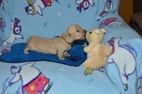 LH Clear Cream male, a male Dachshund for sale in Birmingham, AL – 1 of 4
