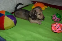 LH Shaded Cream Female, a female Dachshund for sale in Birmingham, AL – Photo 4 of 4