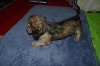 LH Shaded Cream Female, a female Dachshund for sale in Birmingham, AL – Photo 1 of 4