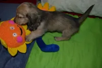 LH Shaded Cream Female, a female Dachshund for sale in Birmingham, AL – Photo 2 of 4