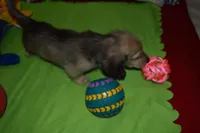 LH Shaded Cream Female, a female Dachshund for sale in Birmingham, AL – Photo 3 of 4