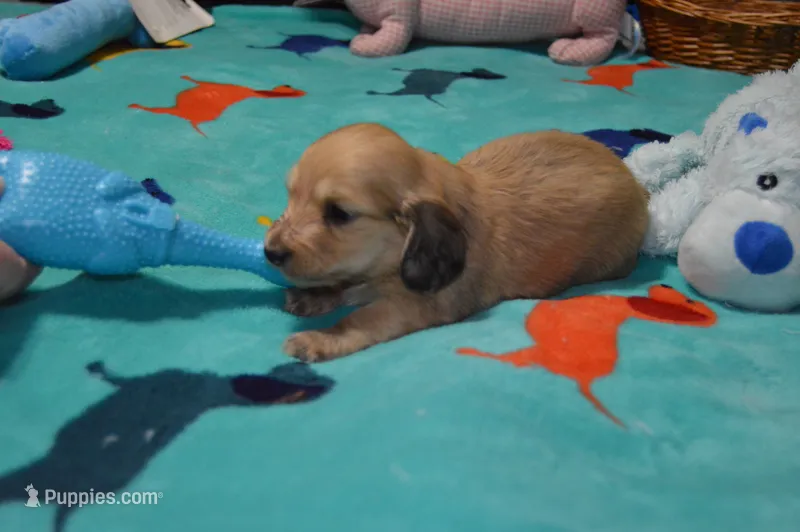LH  Shaded  Cream  Male  – Miniature Dachshund puppy for sale in Birmingham, AL