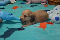 LH  Shaded  Cream  Male , a male Miniature Dachshund for sale in Birmingham, AL – 1 of 3