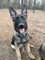 Hēlē, a female Belgian Malinois and German Shepherd Dog for sale in Suffolk, VA – Photo 2 of 5