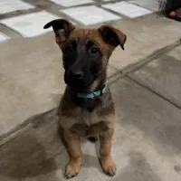 Hēlē, a female Belgian Malinois and German Shepherd Dog for sale in Suffolk, VA – Photo 5 of 5