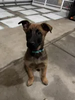 Hēlē, a female Belgian Malinois and German Shepherd Dog for sale in Suffolk, VA – Photo 2 of 2