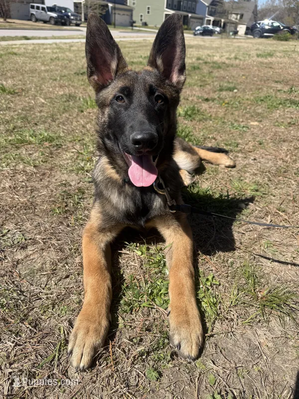 Hēlē – Belgian Malinois, German Shepherd Dog puppy for sale in Suffolk, VA