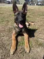 Hēlē, a female Belgian Malinois and German Shepherd Dog for sale in Suffolk, VA – Photo 1 of 5