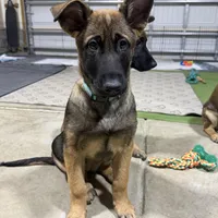 Hēlē, a female Belgian Malinois and German Shepherd Dog for sale in Suffolk, VA – Photo 3 of 5