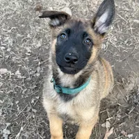 Hēlē, a female Belgian Malinois and German Shepherd Dog for sale in Suffolk, VA – Photo 4 of 5