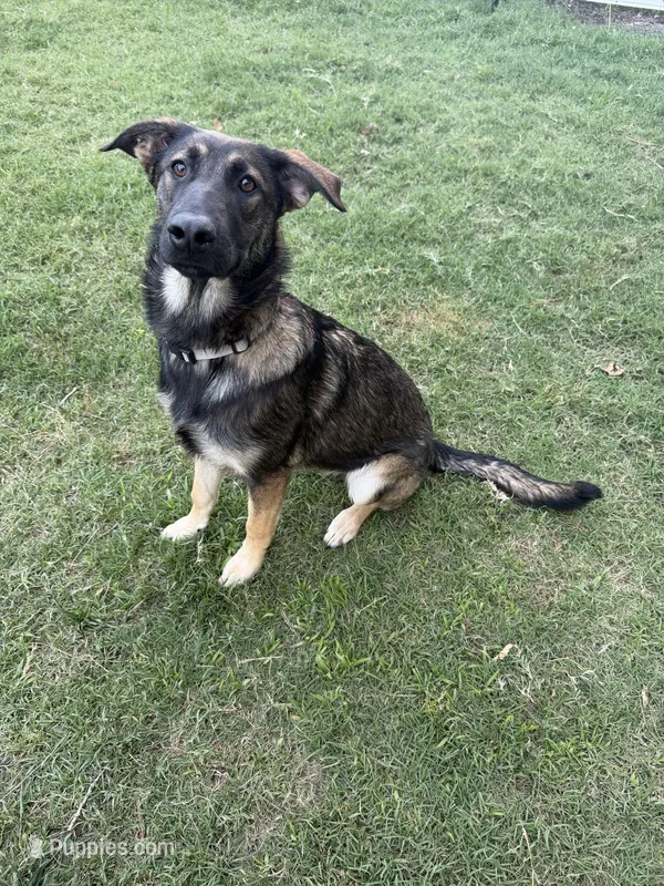 O’no – Belgian Malinois, German Shepherd Dog puppy for sale in Suffolk, VA