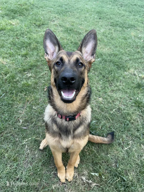 Manapua – Belgian Malinois, German Shepherd Dog puppy for sale in Suffolk, VA