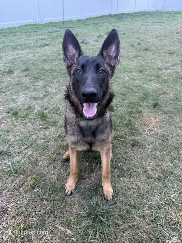 I’kaika – Belgian Malinois, German Shepherd Dog puppy for sale in Suffolk, VA