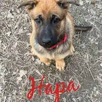 Hapa, a female Belgian Malinois and German Shepherd Dog for sale in Suffolk, VA – Photo 5 of 6