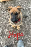 Hapa, a female Belgian Malinois and German Shepherd Dog for sale in Suffolk, VA – Photo 2 of 2