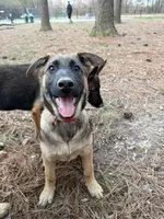 Hapa, a female Belgian Malinois and German Shepherd Dog for sale in Suffolk, VA – Photo 2 of 6