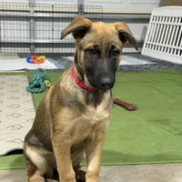 Hapa, a female Belgian Malinois and German Shepherd Dog for sale in Suffolk, VA – Photo 3 of 6