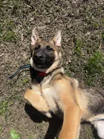 Hapa, a female Belgian Malinois and German Shepherd Dog for sale in Suffolk, VA – Photo 6 of 6