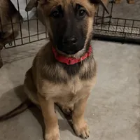 Hapa, a female Belgian Malinois and German Shepherd Dog for sale in Suffolk, VA – Photo 4 of 6