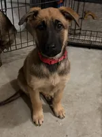 Hapa, a female Belgian Malinois and German Shepherd Dog for sale in Suffolk, VA – Photo 1 of 2