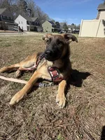 Hapa, a female Belgian Malinois and German Shepherd Dog for sale in Suffolk, VA – Photo 1 of 6