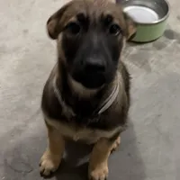 O’no, a female Belgian Malinois and German Shepherd Dog for sale in Suffolk, VA – Photo 5 of 6