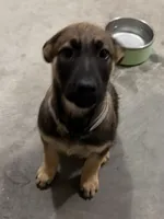 O’no, a female Belgian Malinois and German Shepherd Dog for sale in Suffolk, VA – Photo 2 of 2